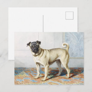 Regal Pug Dog Portrait by Conradijn Cunaeus Postcard