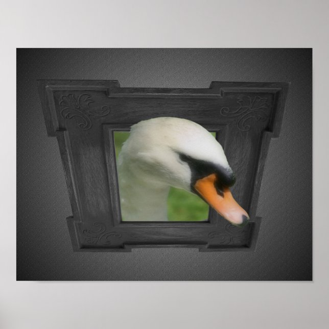 Regal Swan Out Of Frame Nature Poster (Front)