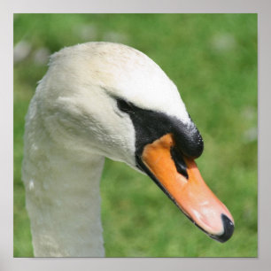 Regal White Swan Nature Poster