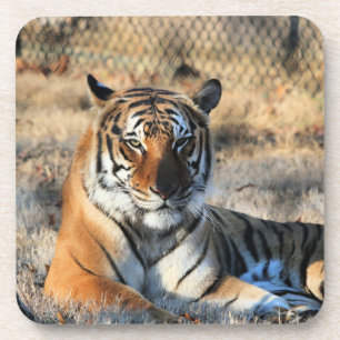 Regall Coaster