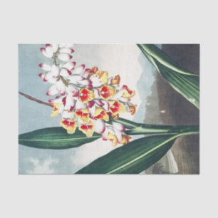 Regency Style White Yellow Exotic Floral Decor Tissue Paper