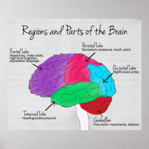 Regions and Parts of the Brain Poster