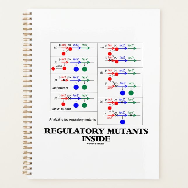 Regulatory Mutants Inside Lac Complementation Planner (Front)