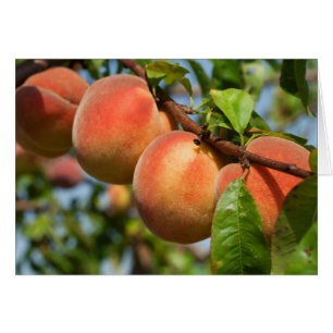 Reife Weingartenpfirsiche