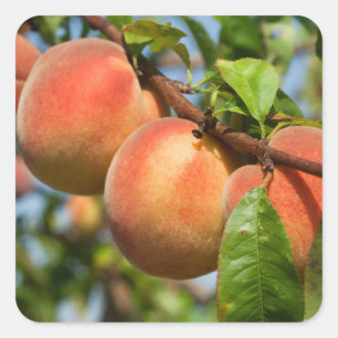 Reife Weingartenpfirsiche Square Sticker