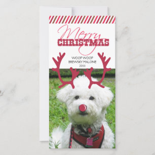Reindeer Antler & Red Nose Pet Christmas! Holiday Card