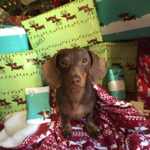 Reindeer Dachshund Christmas Gift Wrapping Paper