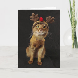 Reindeer Games Somali Cat Holiday