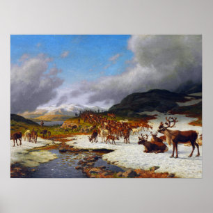 Reindeer Herd in the Mountains North of Røros Poster