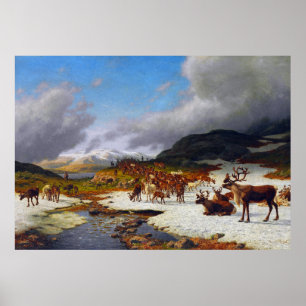 Reindeer Herd in the Mountains North of Røros Poster
