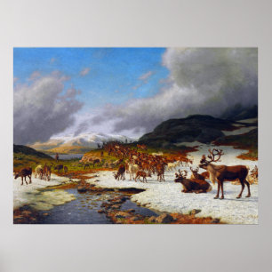 Reindeer Herd in the Mountains North of Røros Poster