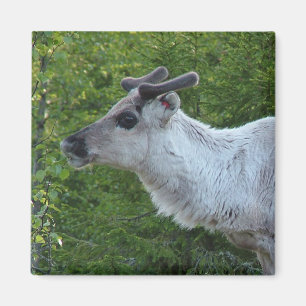 Reindeer in Lapland magnet