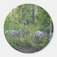 Reindeer in Lapland magnet