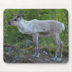 Reindeer in Lapland mousepad