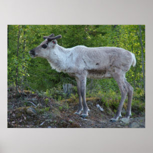 Reindeer in Lapland poster