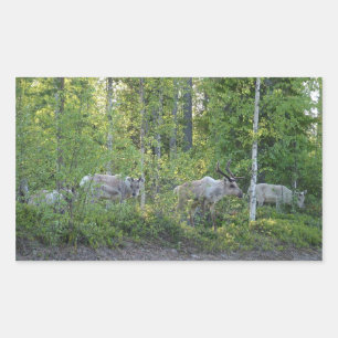 Reindeer in Lapland stickers