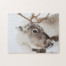 Reindeer in Snow