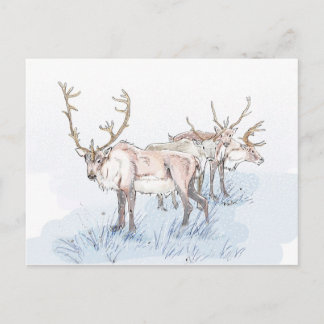 Reindeer in the Snow Print Postcard
