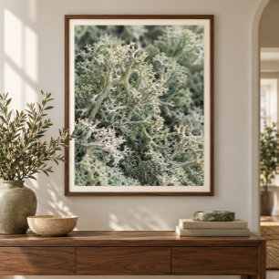 Reindeer Moss Close Study Art Print