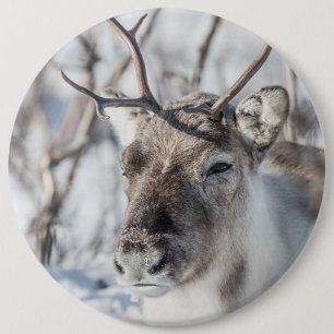Reindeer Nature Photo 6 Cm Round Badge