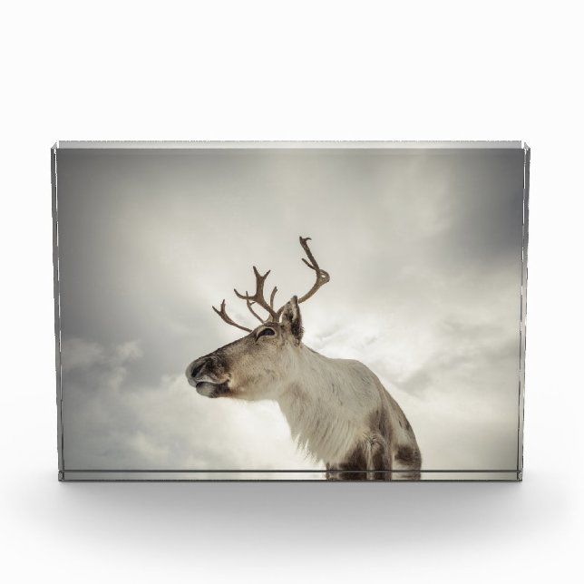Reindeer Nature Photo Block (Front)