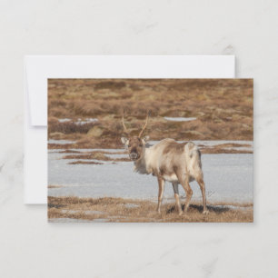 Reindeer Nature Photo Card