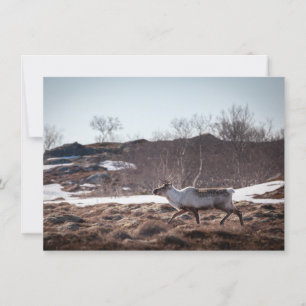 Reindeer Nature Photo Card