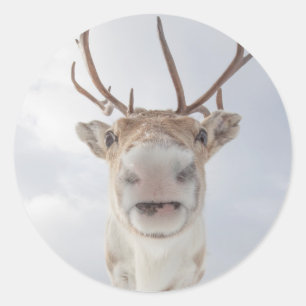 Reindeer Nature Photo Classic Round Sticker