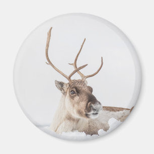 Reindeer Nature Photo Magnet