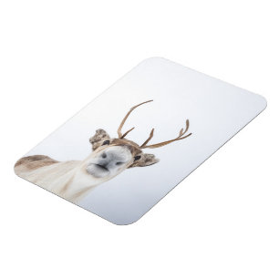 Reindeer Nature Photo Magnet