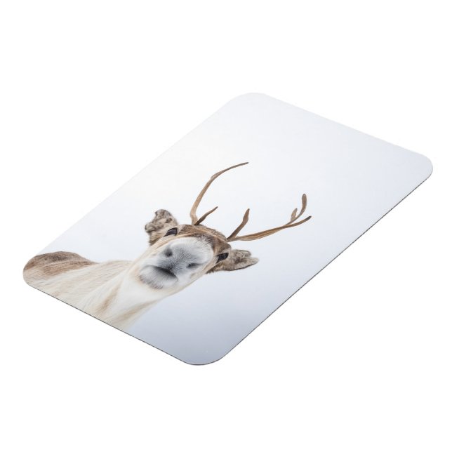 Reindeer Nature Photo Magnet (Left Side)