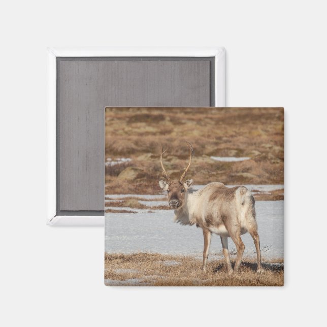 Reindeer Nature Photo Magnet (Front/Back)