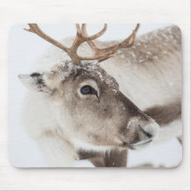 Reindeer Nature Photo