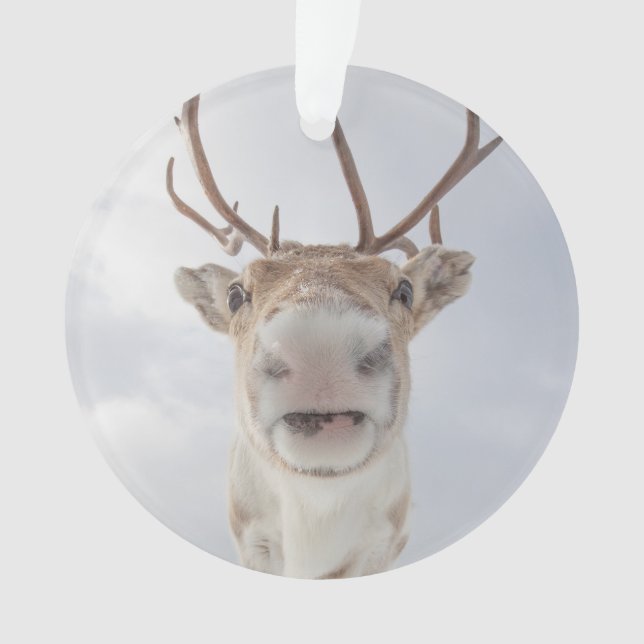 Reindeer Nature Photo Ornament (Front)