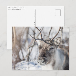 Reindeer Nature Photo Postcard