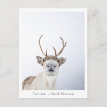 Reindeer Nature Photo