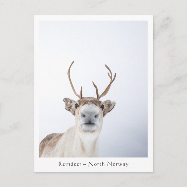Reindeer Nature Photo Postcard (Front)