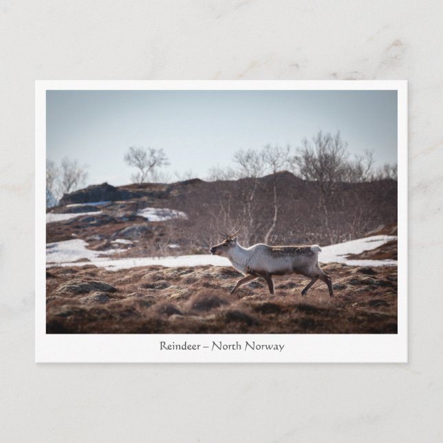 Reindeer Nature Photo Postcard (Front)