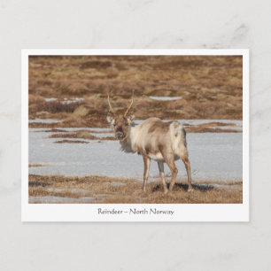 Reindeer Nature Photo Postcard