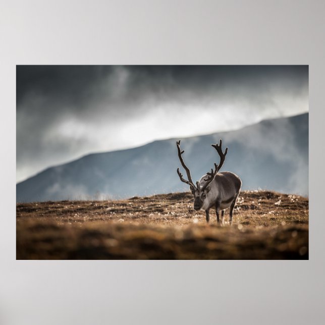 Reindeer Nature Photo Poster (Front)