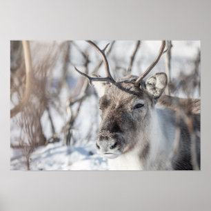 Reindeer Nature Photo Poster