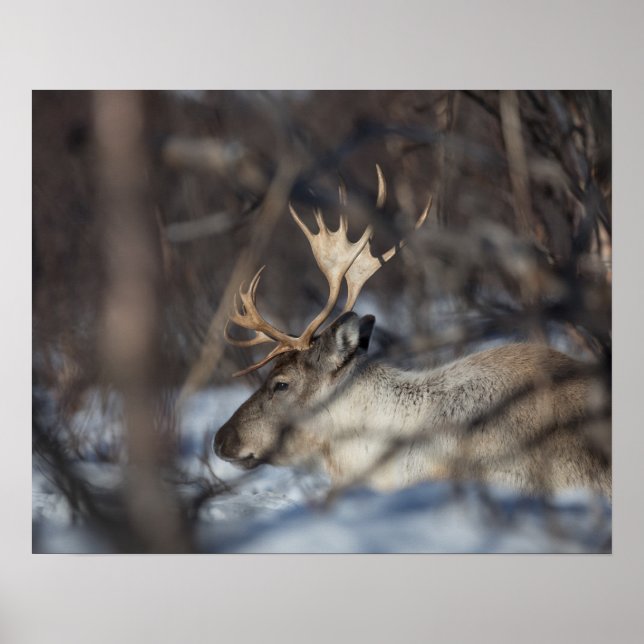 Reindeer Nature Photo Poster (Front)