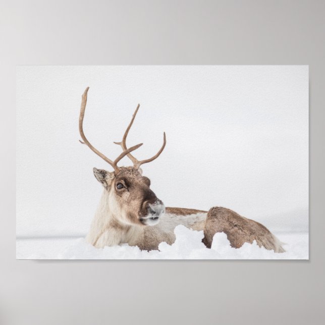 Reindeer Nature Photo Poster (Front)