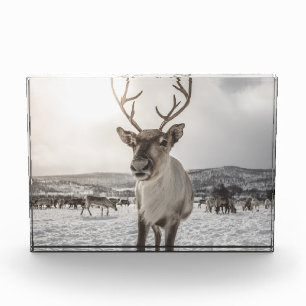 Reindeer Nature Photo Poster Block