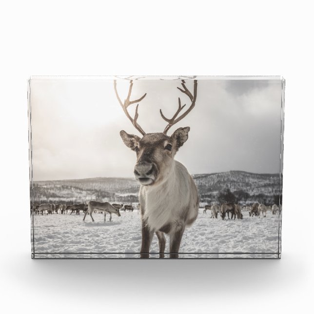 Reindeer Nature Photo Poster Block (Front)
