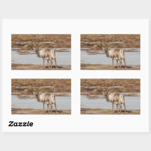 Reindeer Nature Photo Rectangular Sticker