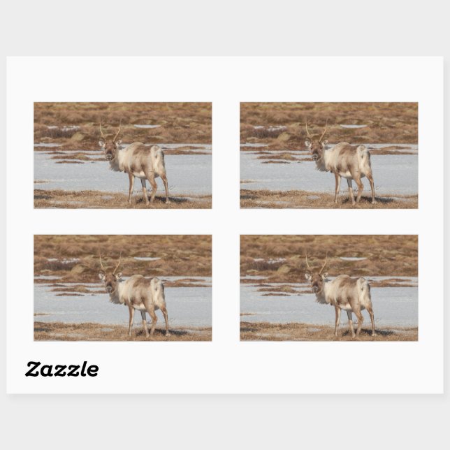 Reindeer Nature Photo Rectangular Sticker (Sheet)