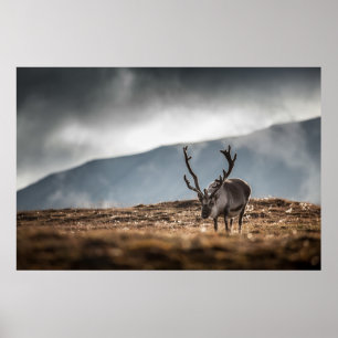 Reindeer Photo Poster