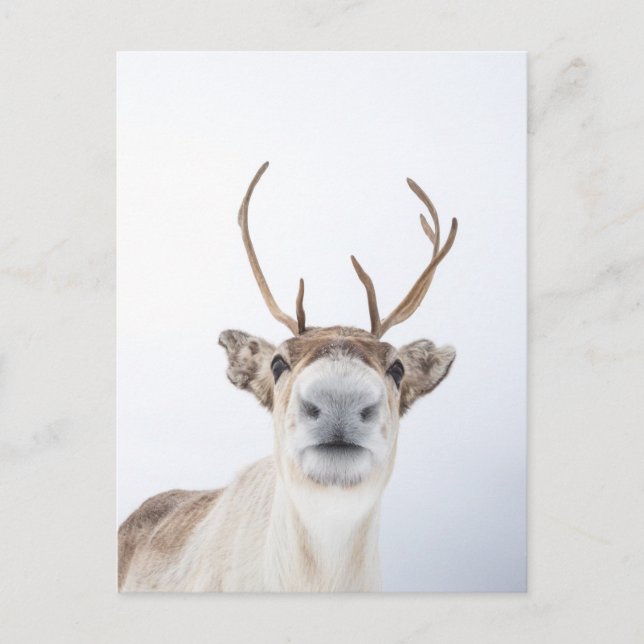 Reindeer Postcard (Front)