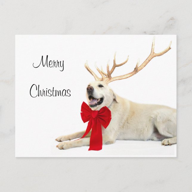 Reindeer yellow lab holiday postcard (Front)